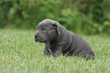 CANE CORSO 1285